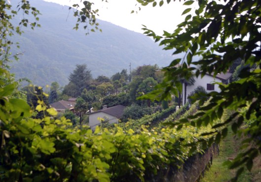 daniel hubers vinstockar