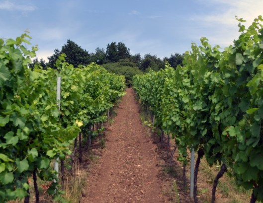 grand cru muenchberg