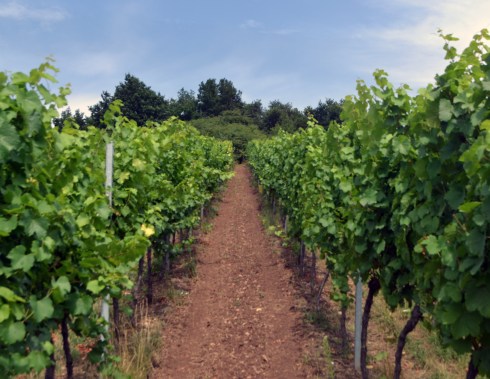 grand cru muenchberg